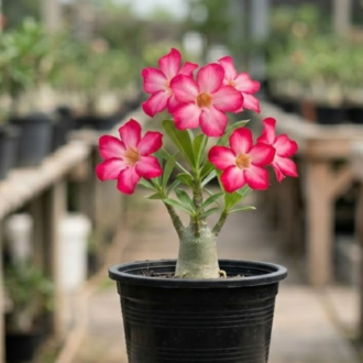 Dessert Rose (2)
