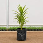 Dracaena (1)