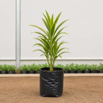 Dracaena | Dracaena Fragrans