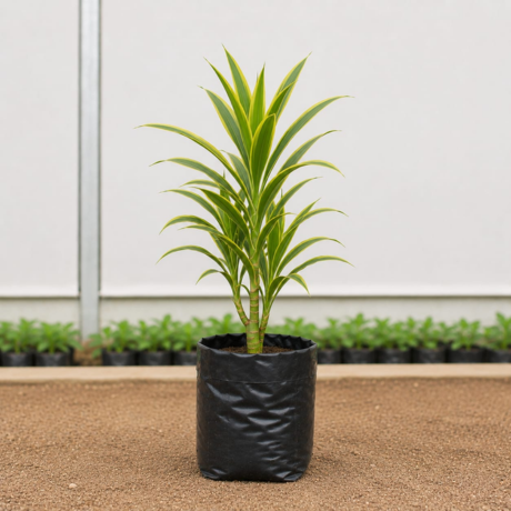 Dracaena (1) Dracaena (1)