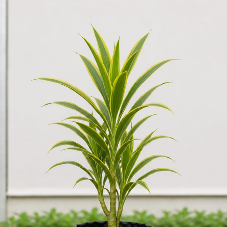 Dracaena (2) Dracaena (2)