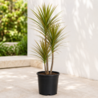 Dracaena Marginata