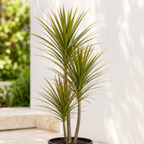 Dracaena Marginata one Dracaena Marginata one