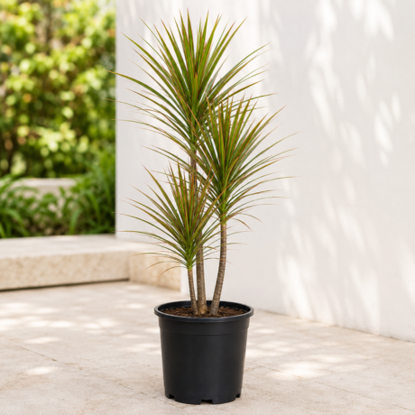Dracaena Marginata Dracaena Marginata