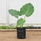 Elephant ear (1)
