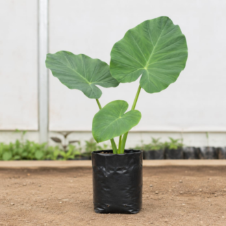 Elephant Ear | Colocasia Esculenta