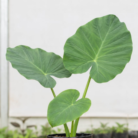 Elephant ear (2)