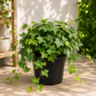 English Ivy