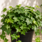 English Ivy one