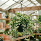 English Ivy verigated (1)