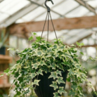 English Ivy verigated (2)