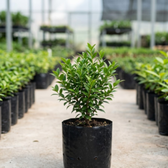 Eugenia | Syzygium Paniculatum