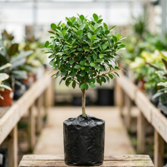Ficus Panda | Ficus Microcarpa