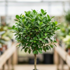 Ficus Panda (2)