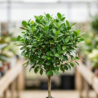 Ficus Panda (2)