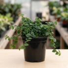 Ficus Pumila (1)
