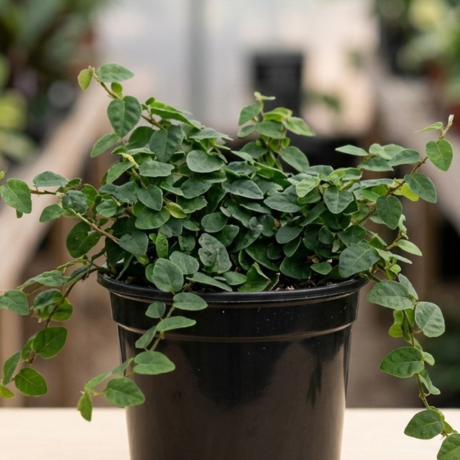 Ficus Pumila (2) Ficus Pumila (2)