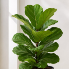 Fiddle Leaf Fig one