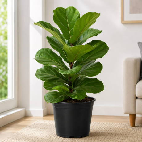 Fiddle Leaf Fig Fiddle Leaf Fig
