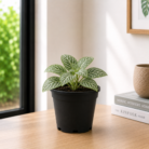 Fittonia plant