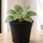 Fittonia plant one
