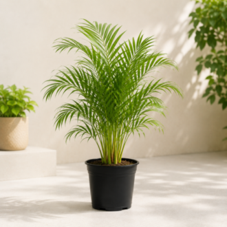 Foxtail Palm | Wodyetia Bifurcata