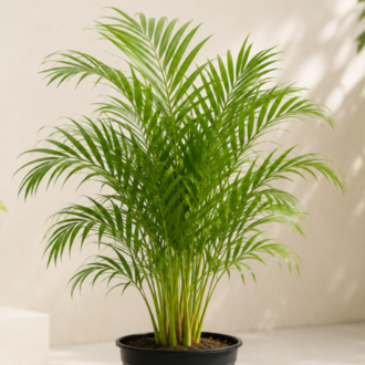 Foxtail one