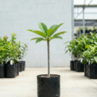 Frangipani (1)