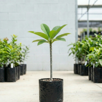 Frangipani | Plumeria Alba
