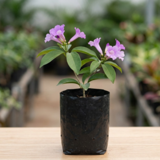Garlic Creeper | Mansoa Alliacea