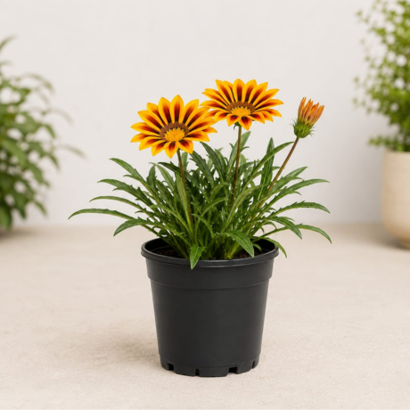 Gazania (1) Gazania (1)