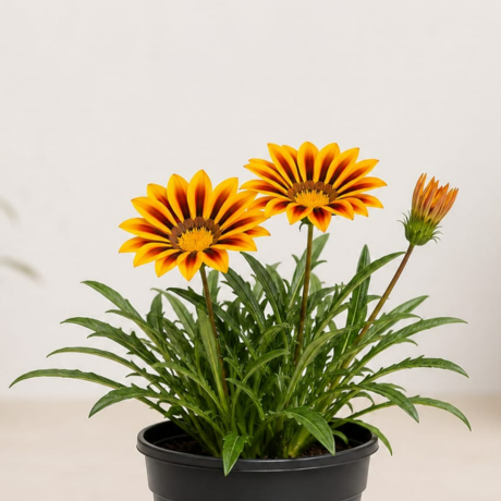 Gazania (2) Gazania (2)