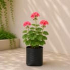 Geranium (1)