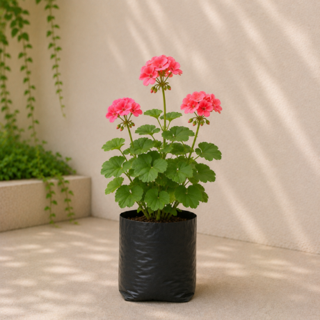 Geranium (1) Geranium (1)