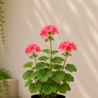 Geranium (2)