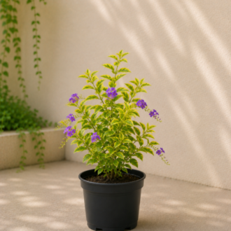 Golden Duranta | Duranta Erecta