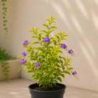 Golden Duranta (2)