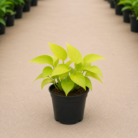 Golden Money Plant