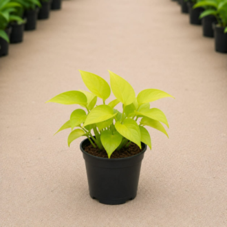 Money Plant Golden-Neon Pothos |Epipremnum Aureum