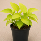 Golden Money Plant One