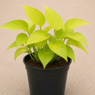 Golden Money Plant One