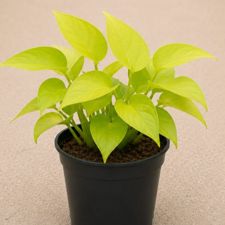 Golden Money Plant One Golden Money Plant One