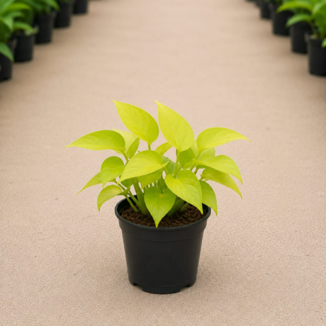 Golden Money Plant Golden Money Plant