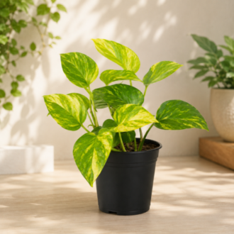 Golden Pothos | Epipremnum aureum