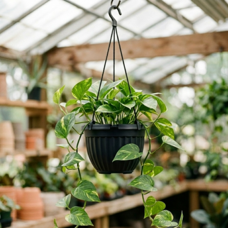 Golden Pothos (1) Golden Pothos (1)