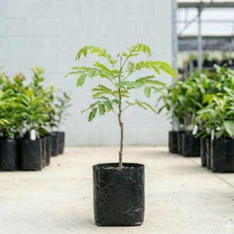 Golden Shower Tree | Cassia fistula