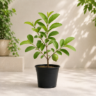 Guava Plant (1)