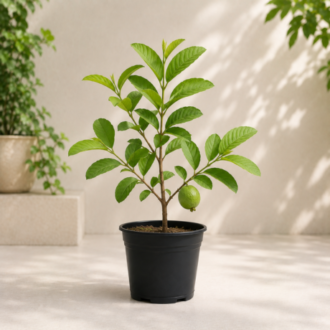Guava Plant | Psidium Guajava