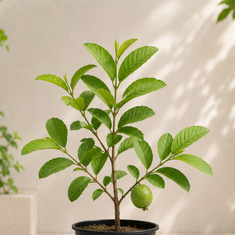 Guava Plant (2) Guava Plant (2)