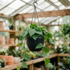 Heartleaf Philodendron (1)